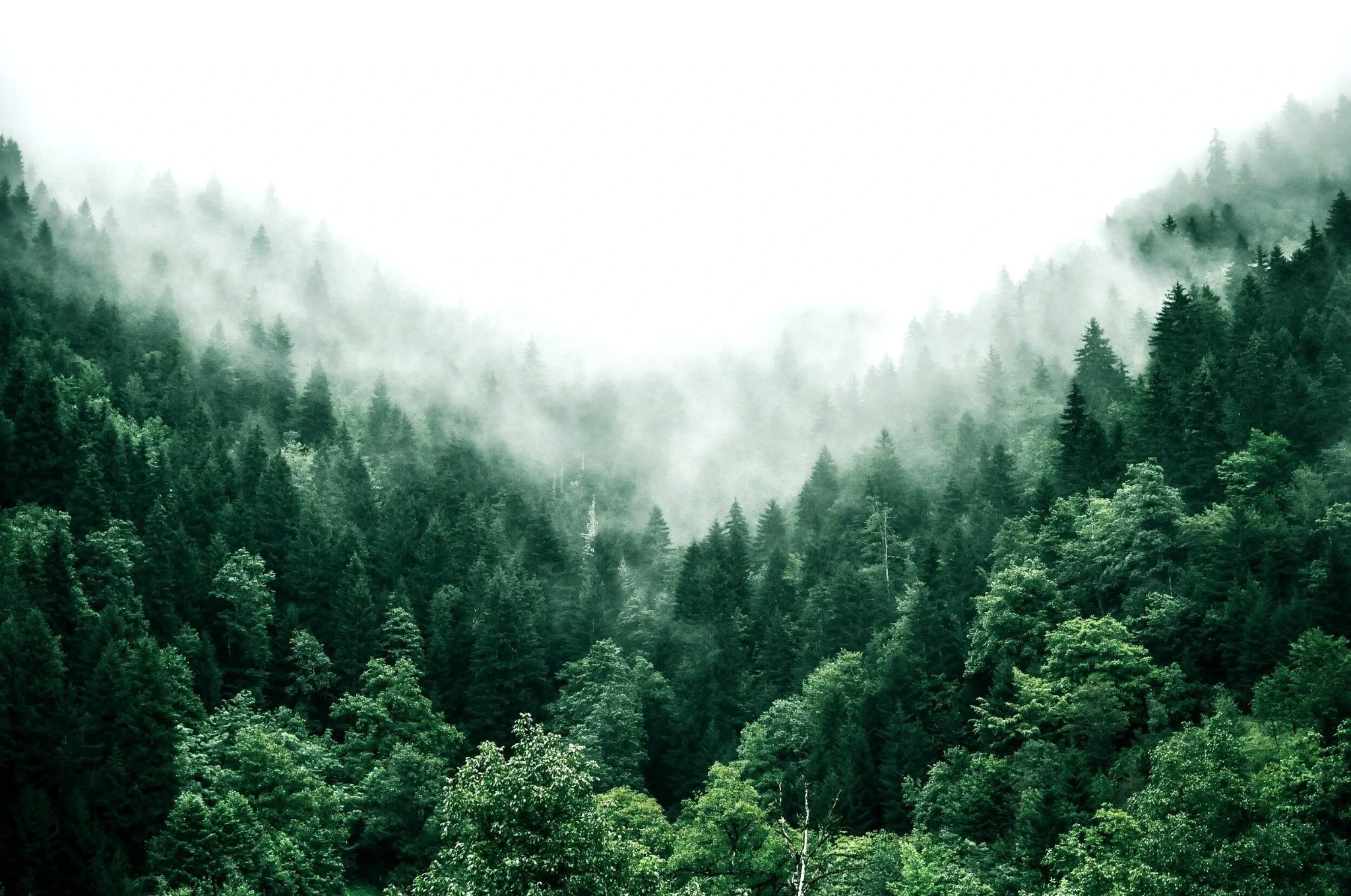 Misty forest canopy